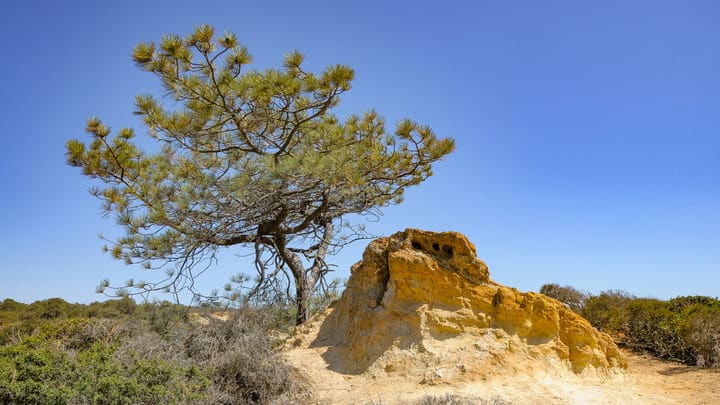 Image of Ground, Vegetation, Tree, Nature, Outdoors, 