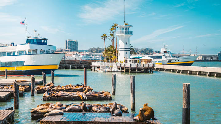 Image of Water, Waterfront, Port, Pier, Harbor, Boat, Vehicle, Animal, Mammal, Sea Life, Sea Lion, Bear, 