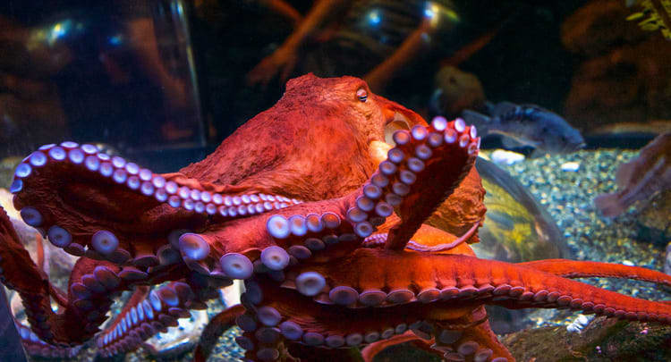 Image of Animal, Sea Life, Octopus, 