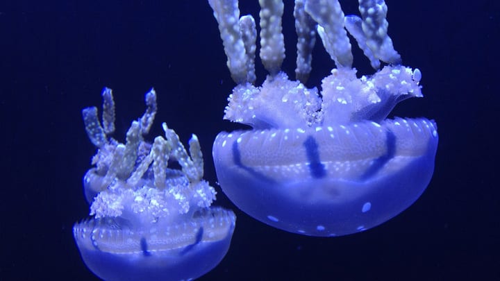 Image of Animal, Sea Life, Jellyfish, 