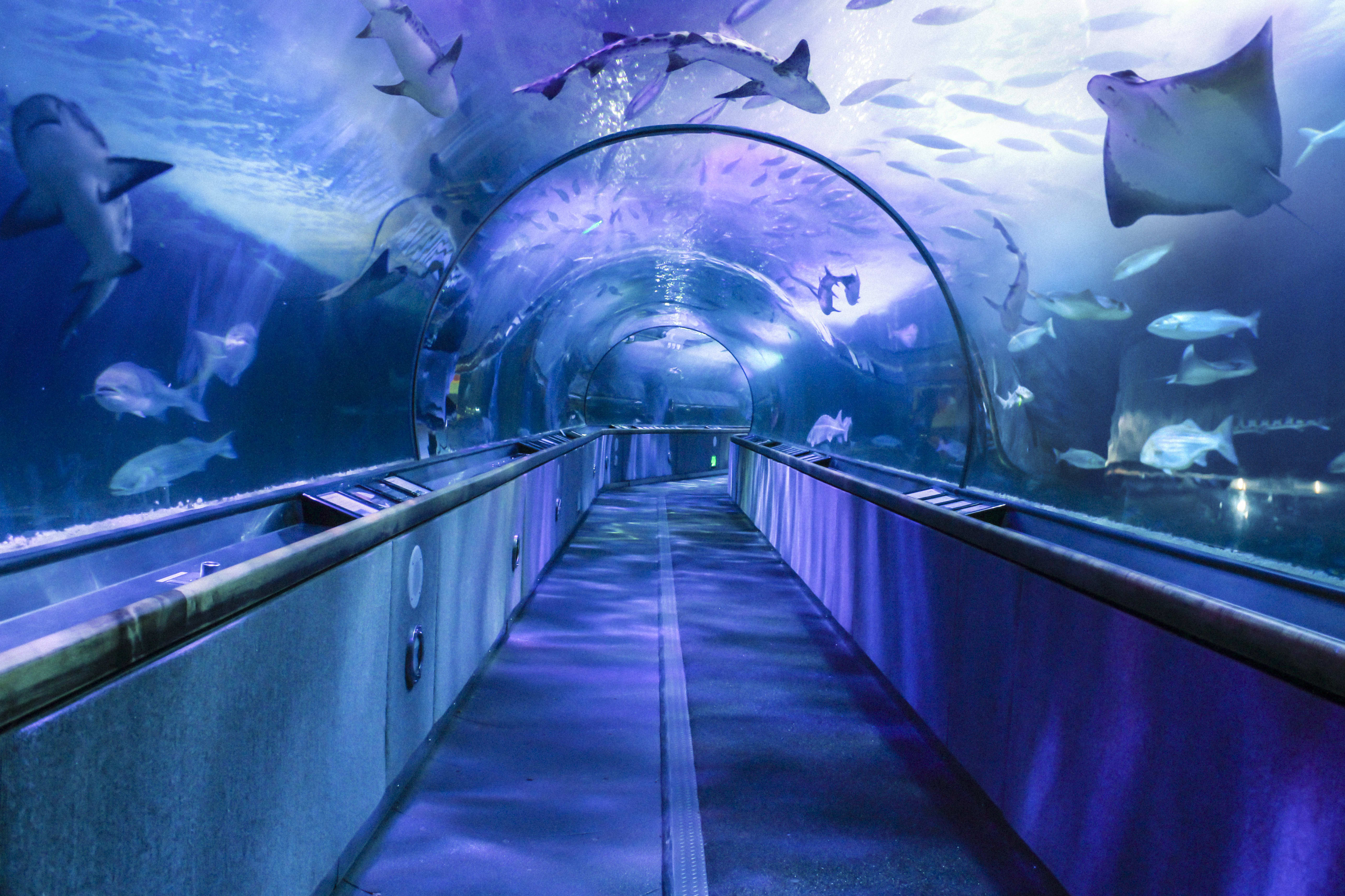 Image of Animal, Aquarium, Fish, Sea Life, Water, 