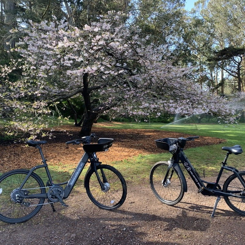 Image of Grass, Nature, Outdoors, Park, Vegetation, Bicycle, Vehicle, Grove, Land, Tree, Woodland, Machine, Wheel, Flower, 