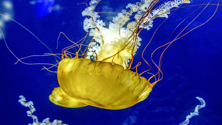 Image of Animal, Sea Life, Jellyfish, 