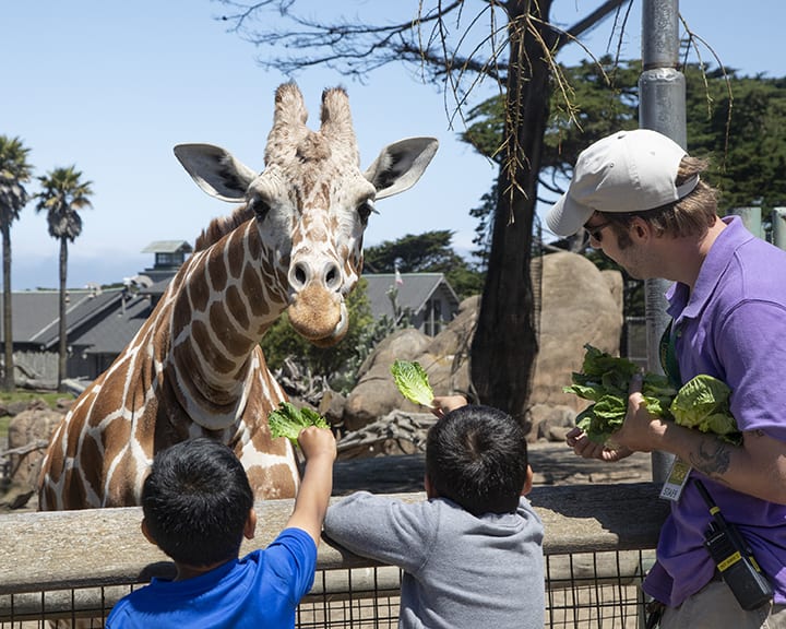 Image of Animal, Zoo, Adult, Male, Man, Person, Boy, Child, Baseball Cap, Cap, Hat, Giraffe, Mammal, Wildlife, Tree, Leaf, 