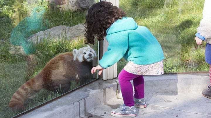 Image of Animal, Zoo, Bear, Mammal, Wildlife, Person, Child, Female, Girl, Pants, 