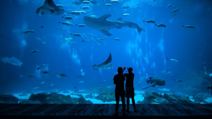 Image of Aquatic, Water, Animal, Aquarium, Fish, Sea Life, Silhouette, Person, Shark, Outdoors, Nature, 