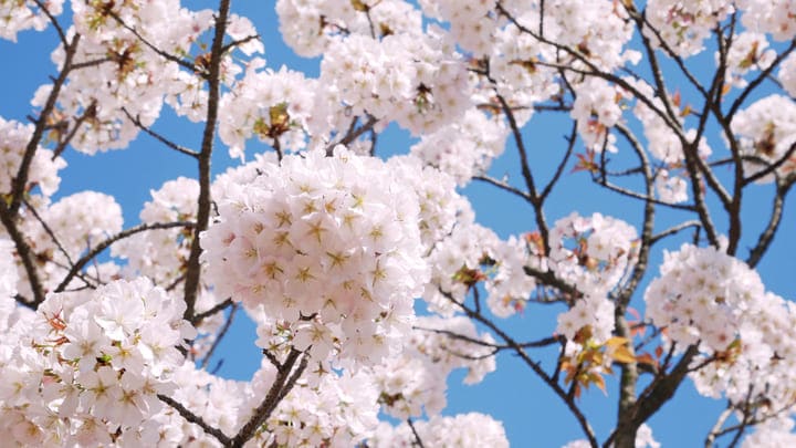 Image of Flower, Cherry Blossom, 