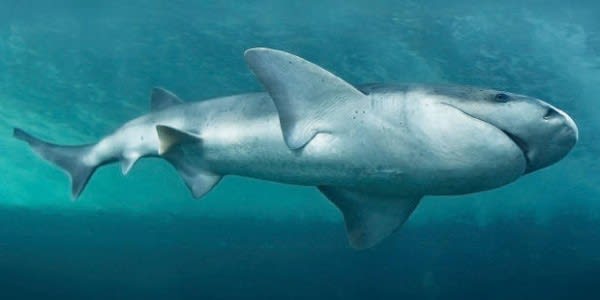 Image of Animal, Fish, Sea Life, Shark, 