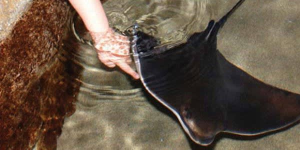 Image of Animal, Fish, Manta Ray, Sea Life, Adult, Female, Person, Woman, 