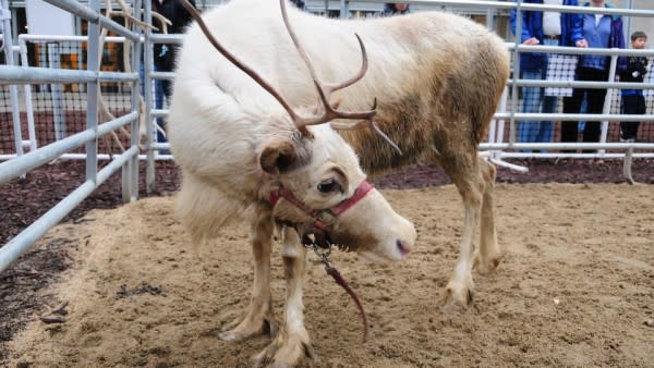 Image of Animal, Deer, Mammal, Wildlife, Person, Adult, Female, Woman, Male, Man, Cattle, Cow, Livestock, Glove, 