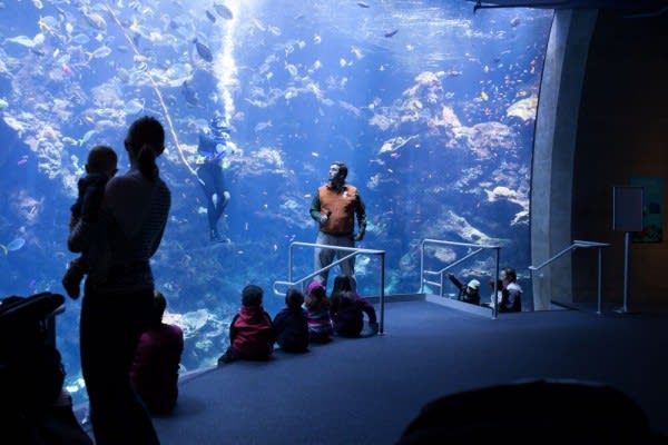 Image of Animal, Aquarium, Fish, Sea Life, Water, Aquatic, Person, Adult, Male, Man, Hat, Outdoors, 