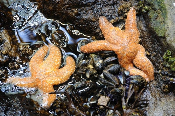 Image of Animal, Sea Life, Starfish, 