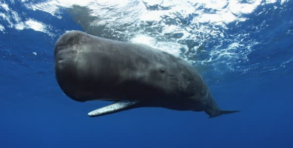 Image of Animal, Mammal, Sea Life, Whale, Fish, Shark,