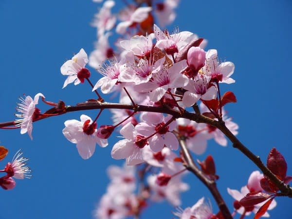 Image of Flower, Plant, Cherry Blossom, 