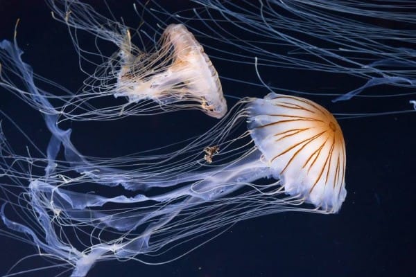 Image of Animal, Sea Life, Jellyfish, Adult, Female, Person, Woman, 