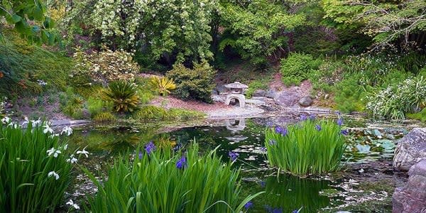 Image of Nature, Outdoors, Pond, Water, Garden, Grass, Park, Vegetation, 