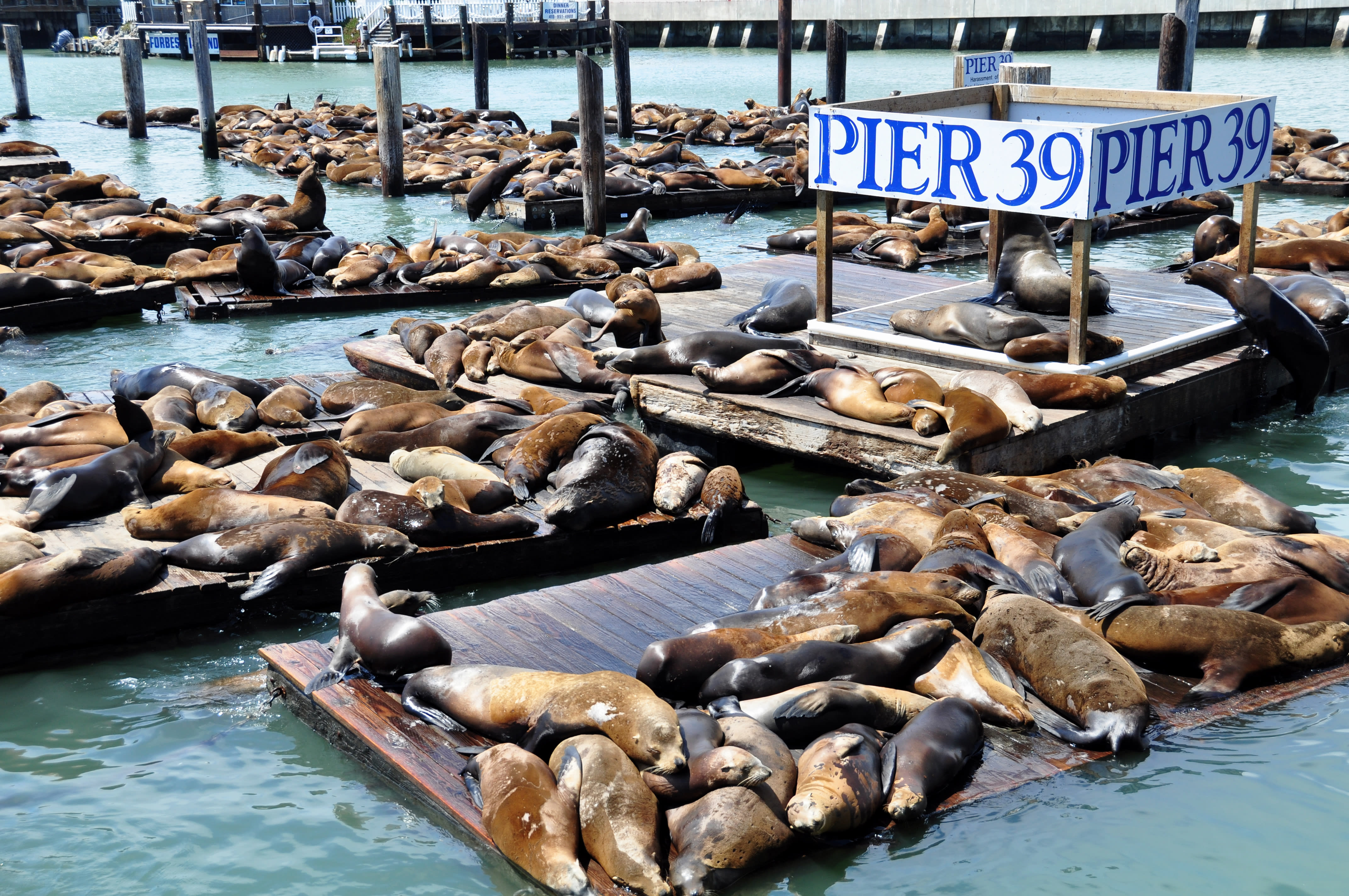 Image of Water, Waterfront, Animal, Mammal, Sea Life, Sea Lion, 