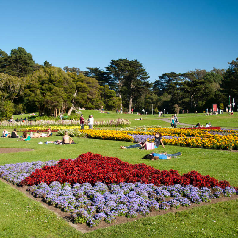 Image of Grass, Nature, Outdoors, Park, Lawn, Garden, Flower, Person,