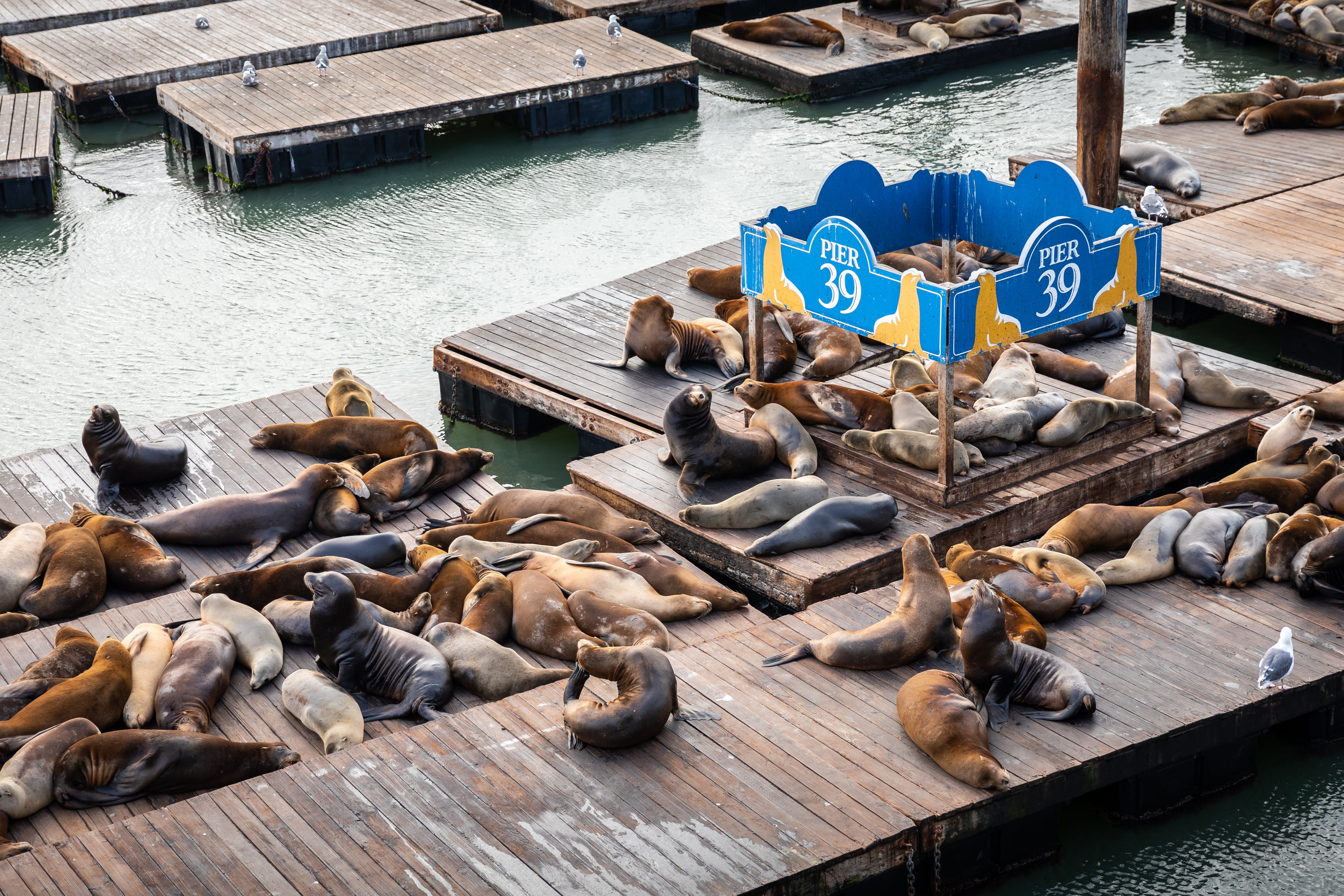 Image of Water, Waterfront, Animal, Mammal, Sea Life, Sea Lion, Pier, Bird, Canine, Dog, Pet, Lion, 