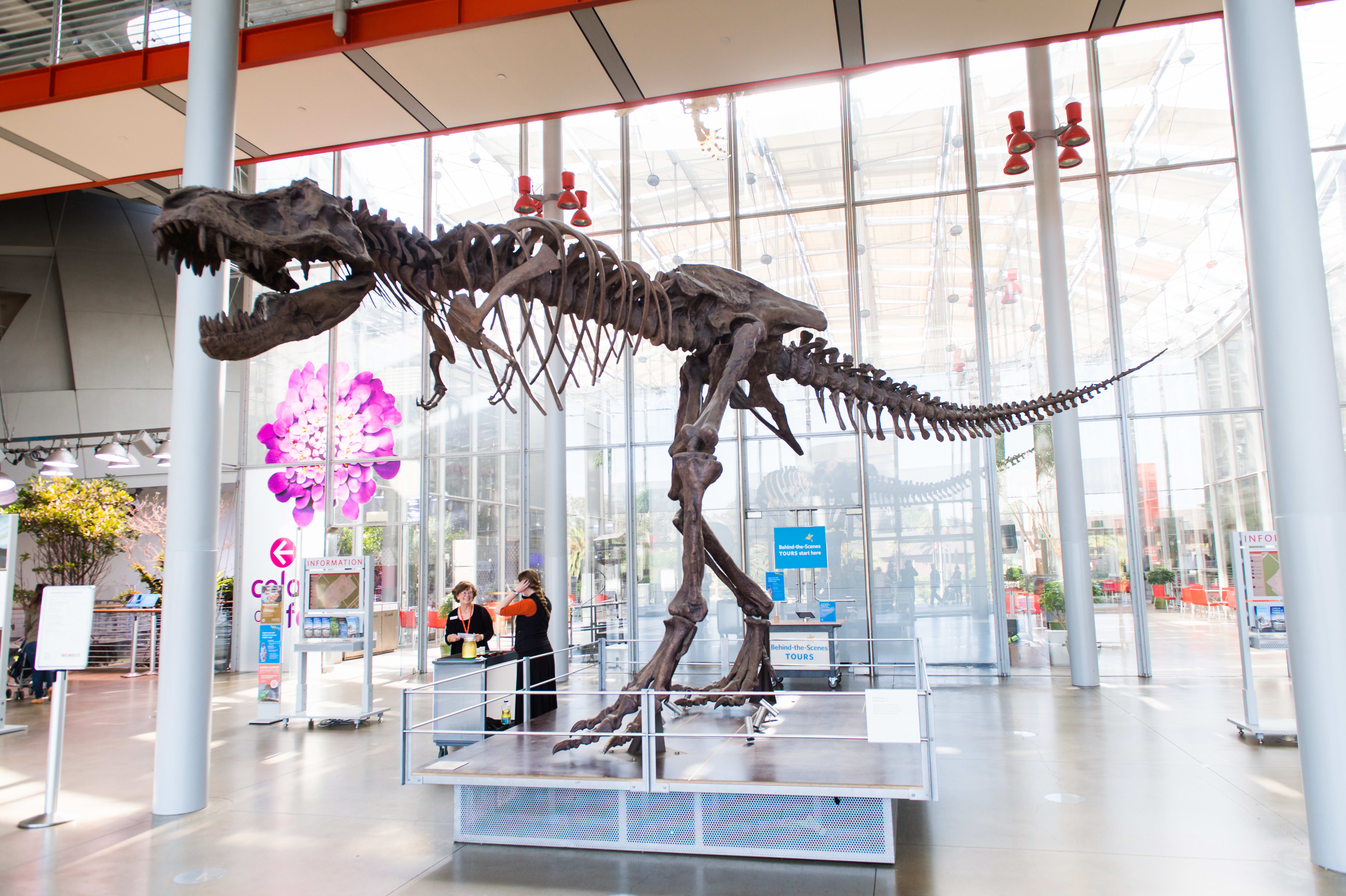 Image of Person, Indoors, Animal, Dinosaur, Museum, 