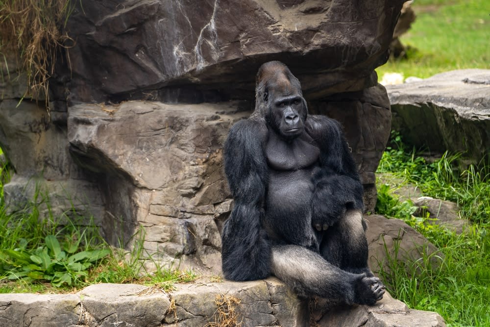 Image of Animal, Ape, Mammal, Wildlife, Monkey, Rock, Gorilla, 