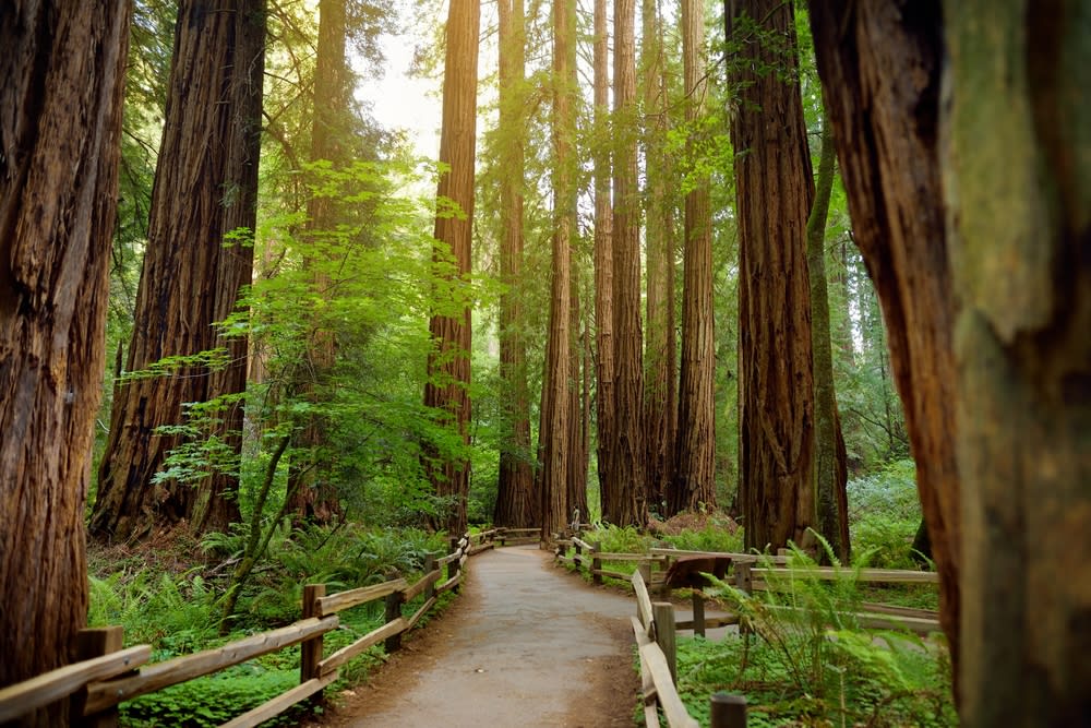 Image of Tree, Grove, Land, Nature, Outdoors, Vegetation, Woodland, Path, Trail, Redwood, Rainforest, 