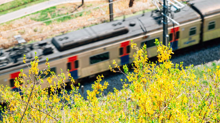 Image of Vegetation, Railway, Train, Vehicle, 