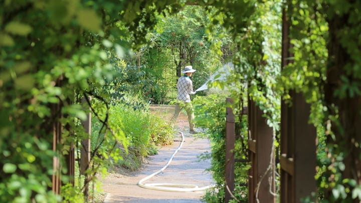 Image of Person, Garden, Nature, Outdoors, 