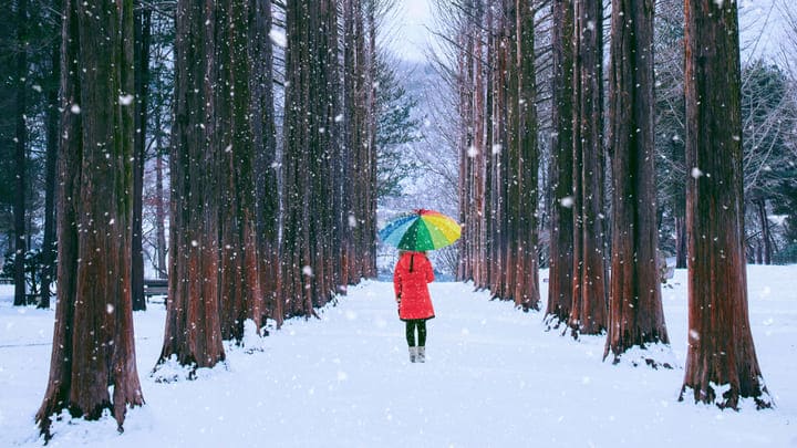 Image of Coat, Grove, Land, Nature, Outdoors, Tree, Vegetation, Woodland, Person, 