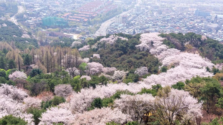 Image of Vegetation, Tree, Land, Nature, Outdoors, Woodland, Flower, Scenery, Landscape, 