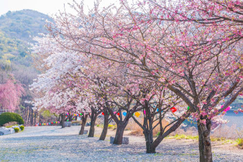 Image of Flower, Cherry Blossom, Grass, Nature, Outdoors, Park, Spring, 