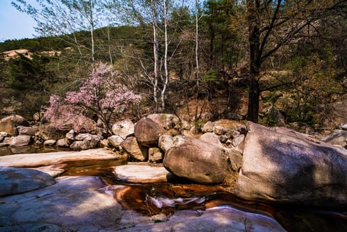 Image of Nature, Outdoors, Wilderness, Rock, Creek, Stream, Water, Rubble, Tree, Scenery, 