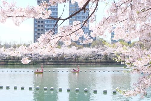 Image of Flower, Nature, Outdoors, Pond, Water, Scenery, Boat, Vehicle, Petal, City, Cherry Blossom, 