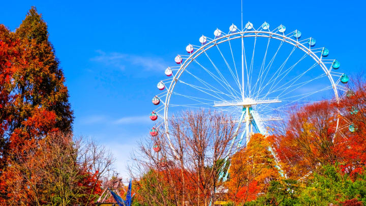 Image of Tree, Amusement Park, Ferris Wheel, Fun, 