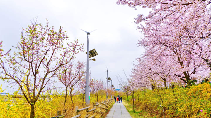 Image of Flower, Path, Nature, Outdoors, Scenery, Cherry Blossom, Person, 