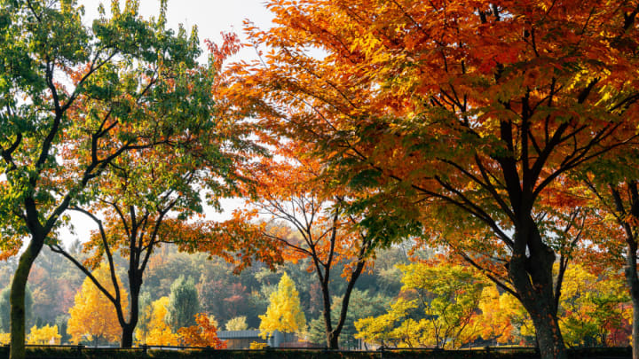 Image of Tree, Leaf, Tree Trunk, Autumn, Maple, 