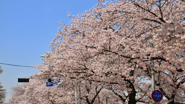 Image of Flower, Cherry Blossom, Light, Traffic Light, 