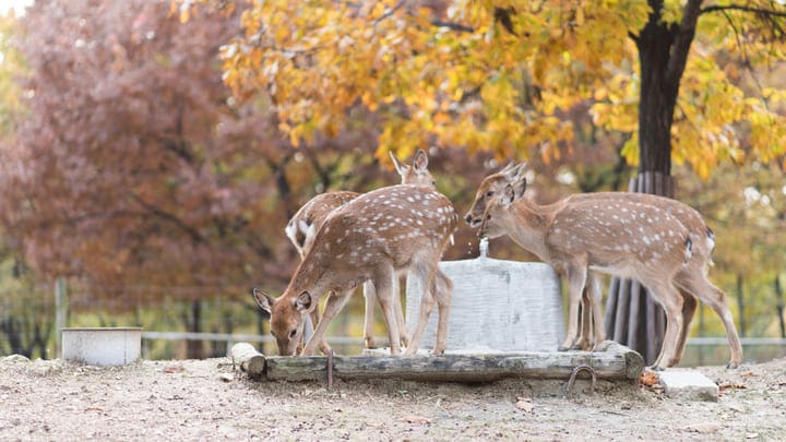 Image of Animal, Deer, Mammal, Wildlife, Tree, Antelope, Autumn, 