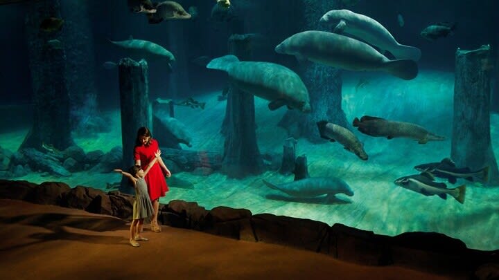 Image of Aquatic, Water, Animal, Aquarium, Fish, Sea Life, Person, Handbag, Shoe, 