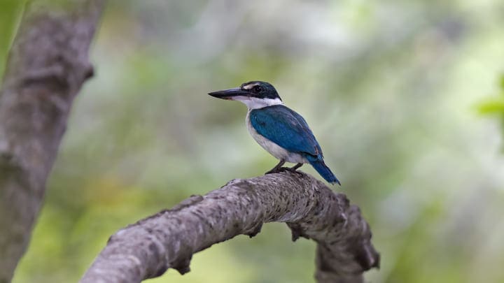 Image of Animal, Beak, Bird, Jay, 