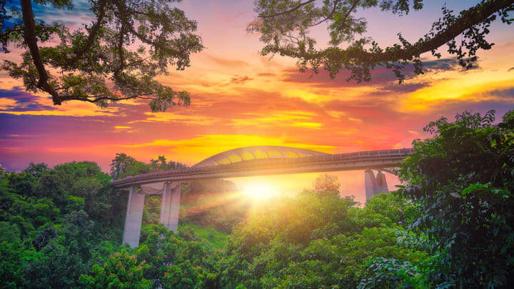 Image of Vegetation, Nature, Outdoors, Sky, Scenery, Land, Rainforest, Tree, Landscape, Woodland, Sunrise, Flare, Light, Jungle, Sunset, Summer, Sunlight, Bridge, Green, 