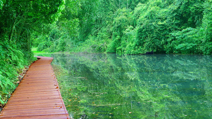 Image of Boardwalk, Bridge, Nature, Outdoors, Scenery, Water, Waterfront, Land, Rainforest, Tree, Vegetation, Path, Jungle, Pond, 