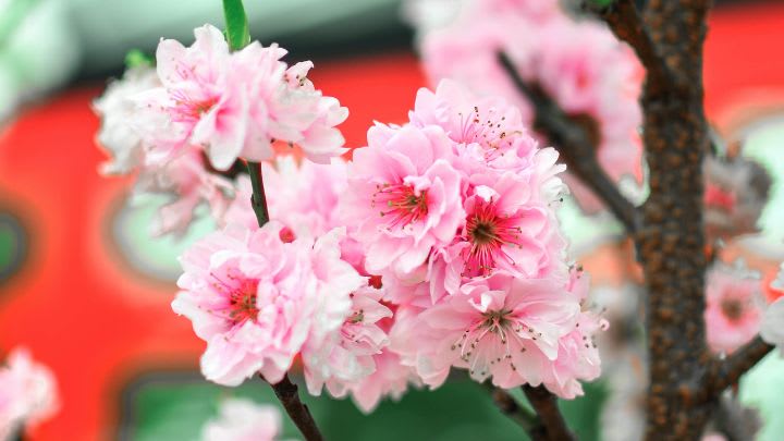 Image of Flower, Cherry Blossom,