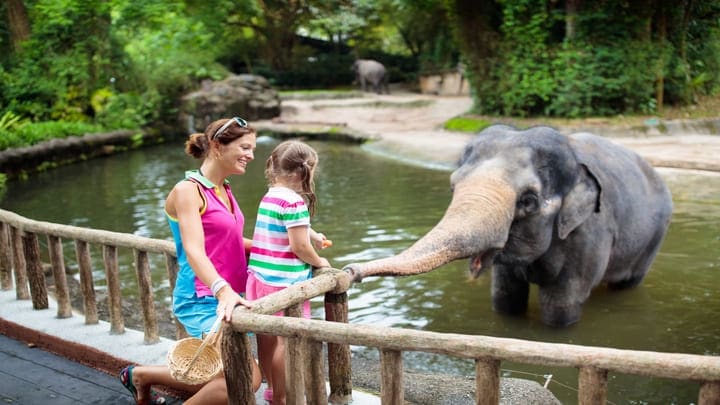 Image of Animal, Zoo, Face, Head, Person, Photography, Portrait, Vegetation, Grass, Nature, Outdoors, Park, Tree, Jungle, Child, Female, Girl, Elephant, Mammal, Wildlife, Land, Rainforest, Water, Waterfront, Woodland, 