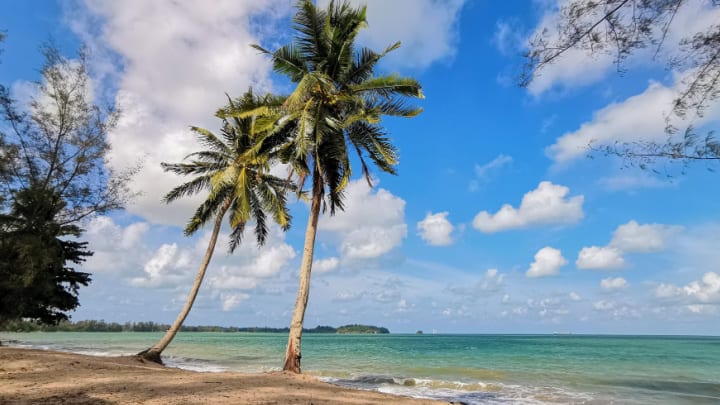 Image of Summer, Nature, Outdoors, Tropical, Sky, Scenery, Palm Tree, Tree, Horizon,