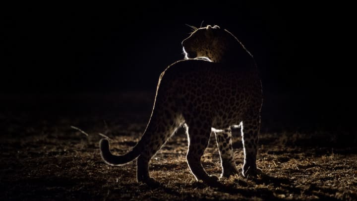 Image of Animal, Cheetah, Mammal, Wildlife, 