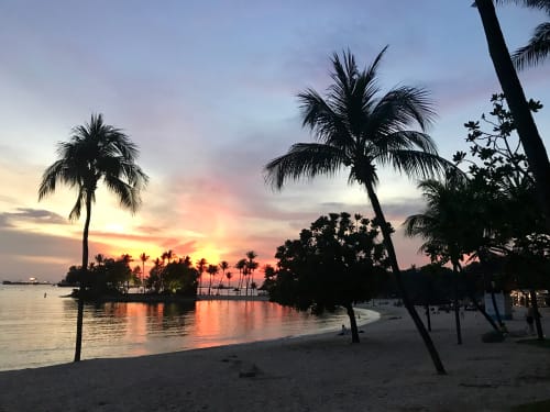 Image of Summer, Palm Tree, Tree, Nature, Outdoors, Tropical, Sky, Beach, Coast, Sea, Shoreline, Water, Scenery, Landscape, Vegetation, Person, Waterfront, 