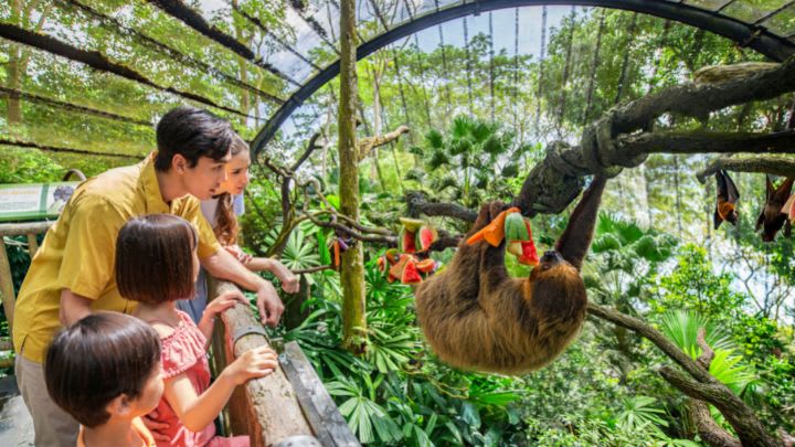 Image of Animal, Zoo, Land, Nature, Outdoors, Rainforest, Tree, Vegetation, Child, Female, Girl, Person, Mammal, Monkey, Wildlife, Boy, Male, Teen, 