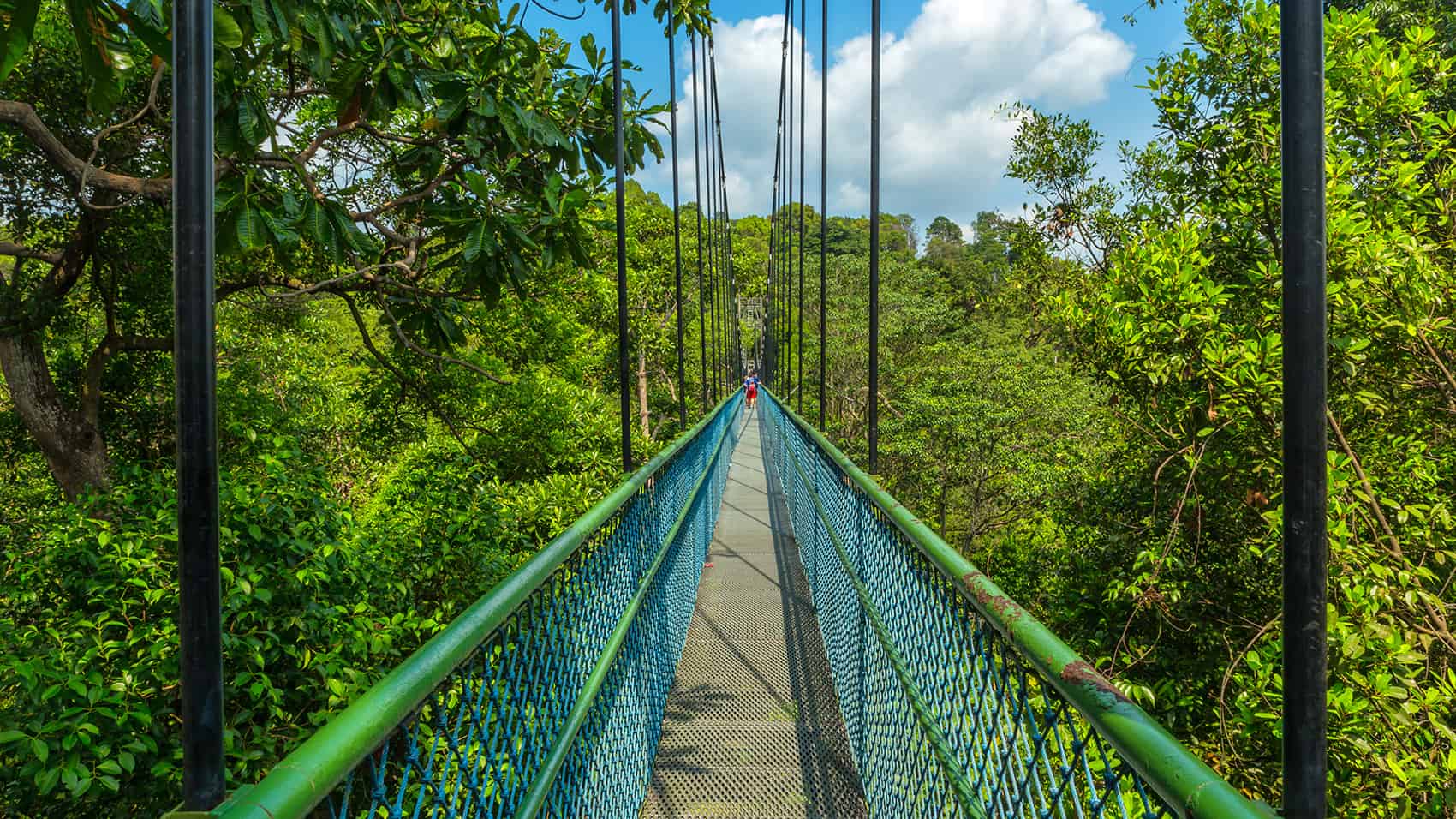 Image of Jungle, Land, Nature, Outdoors, Rainforest, Tree, Vegetation, Woodland, Path, Person, 