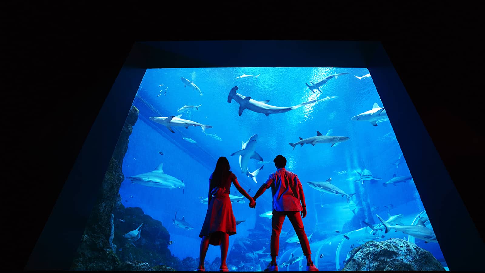 Image of Animal, Aquarium, Fish, Sea Life, Water, Aquatic, Adult, Female, Person, Woman, Male, Man, Glove, Shoe, Shark, 